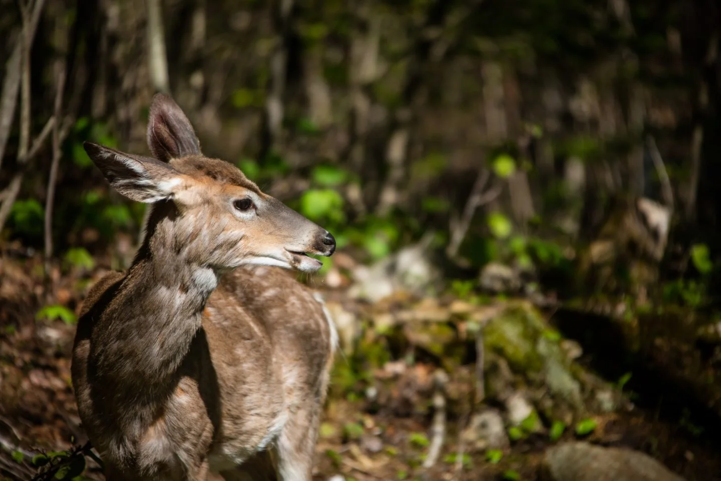 Mont Tremblant experience