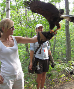 Birds of Prey - Mont Tremblant