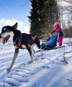 Dogsledding - Initiation for kids