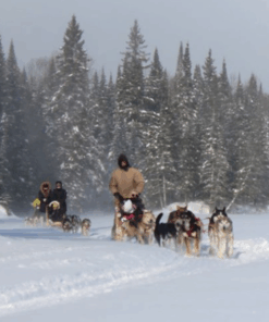 Dogsledding - Nordic Adventure (Private Tour)
