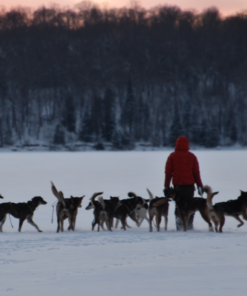 Dogsledding - Pre-season training experience