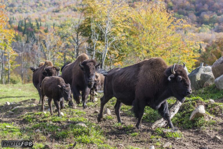 Sled Dog Kennel Visit & Bisons (2-3h)