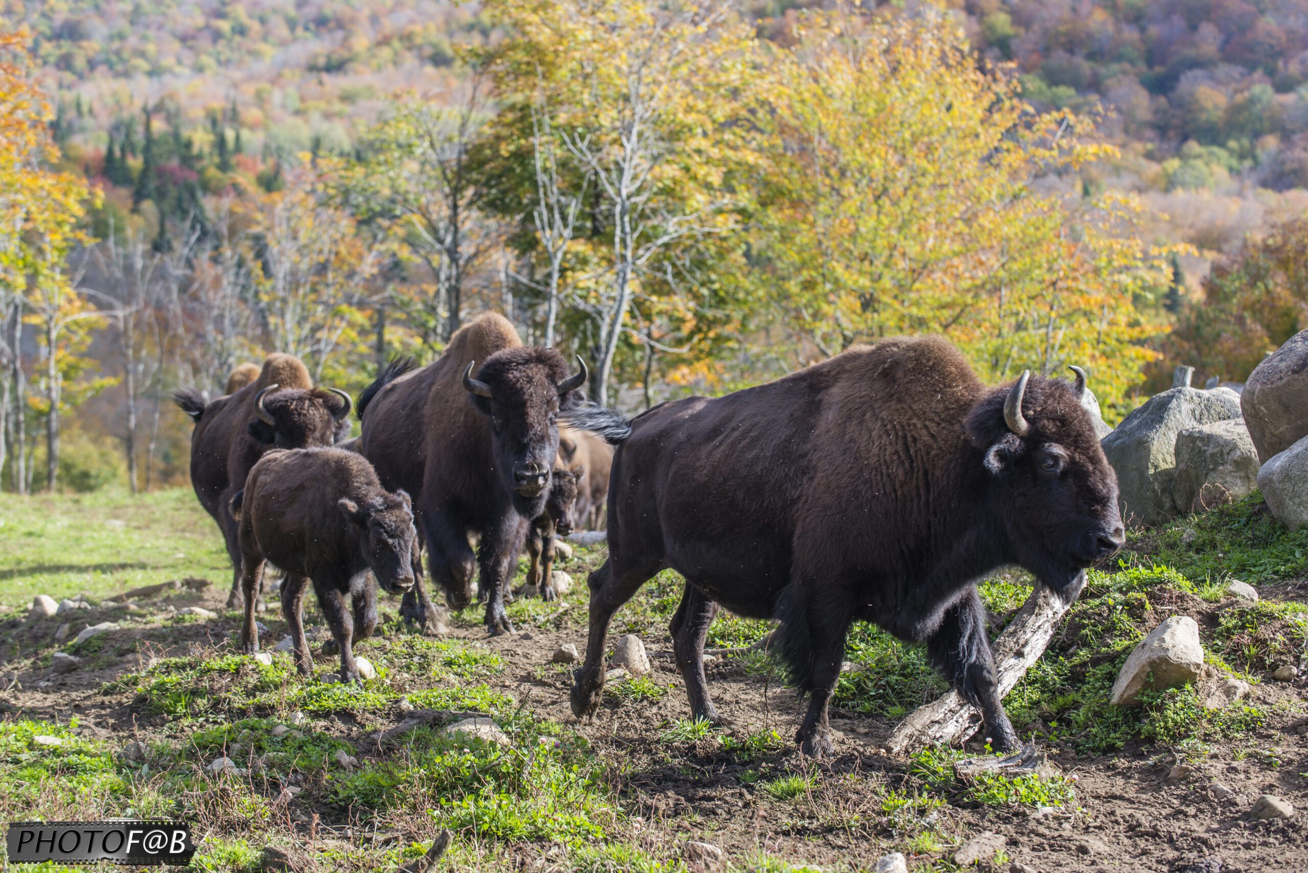 Sled Dog Kennel Visit & Bisons (2-3h)