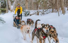 Dogsledding - Upper Laurentians