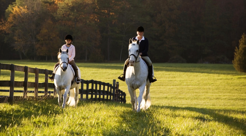 horse riding for beginners cours d'équitation