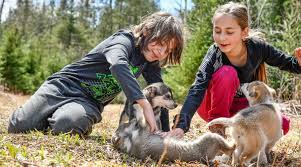 Sled dog - Kennel Visit