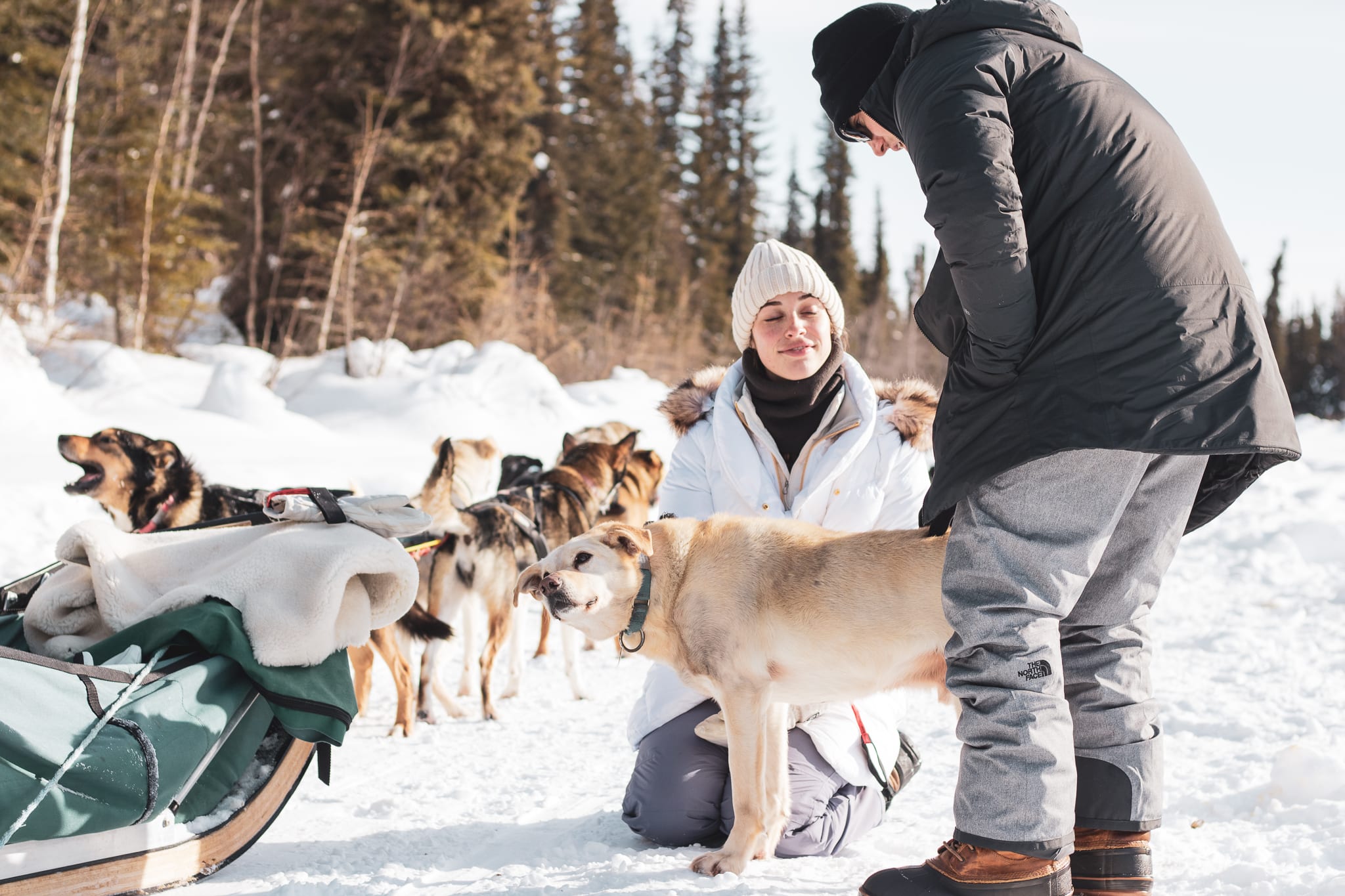 Randonnée chien - Sled Dog Hiking - Mont Tremblant