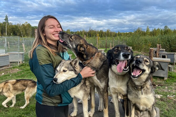 Sled dog - Kennel Visit